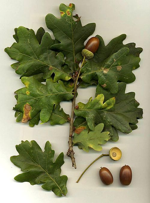 English oak